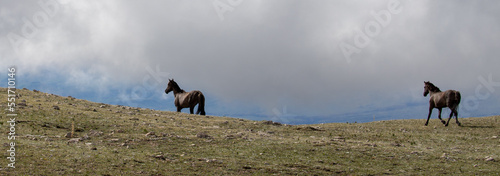 Photography Mustang wild horses - Grulla stallions running over mountain ridge in the  Rocky