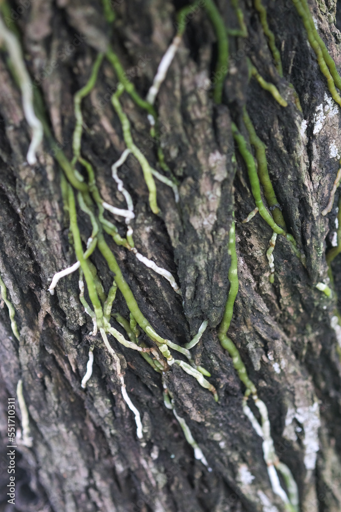 The bark is brown and has roots. The bark is brown and has roots.