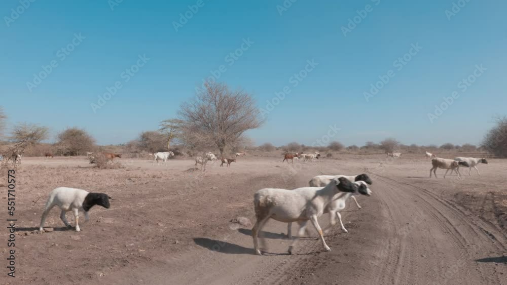 goats and sheep in africa search for food in the arid landscape after the drought goats and sheep in africa search for food in the arid landscape after the drought