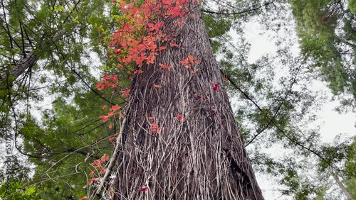 Tilt up shot of giant coastal redwood tree with red poisoned oak vine growing. photo