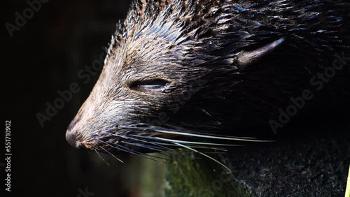 New Zealand Fur Seal baby closeup of the Point Kean Colony in Kaikoura. photo
