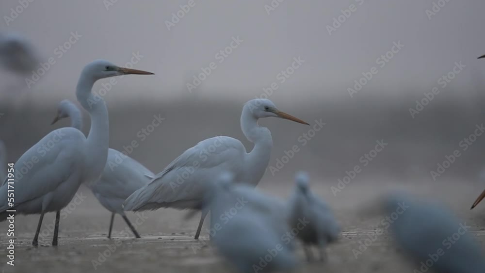 In A Early Morning A Big Flock Of Egrets Little, Median And Large fishing In A Early Morning A Big Flock Of Egrets Little, Median And Large fishing