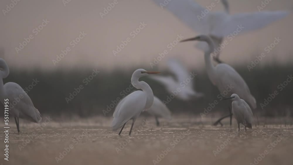 Flock of Great egrets in pond in a early morning Flock of Great egrets in pond in a early morning
