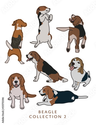 Beagle Dog Illustration Color - Many Poses