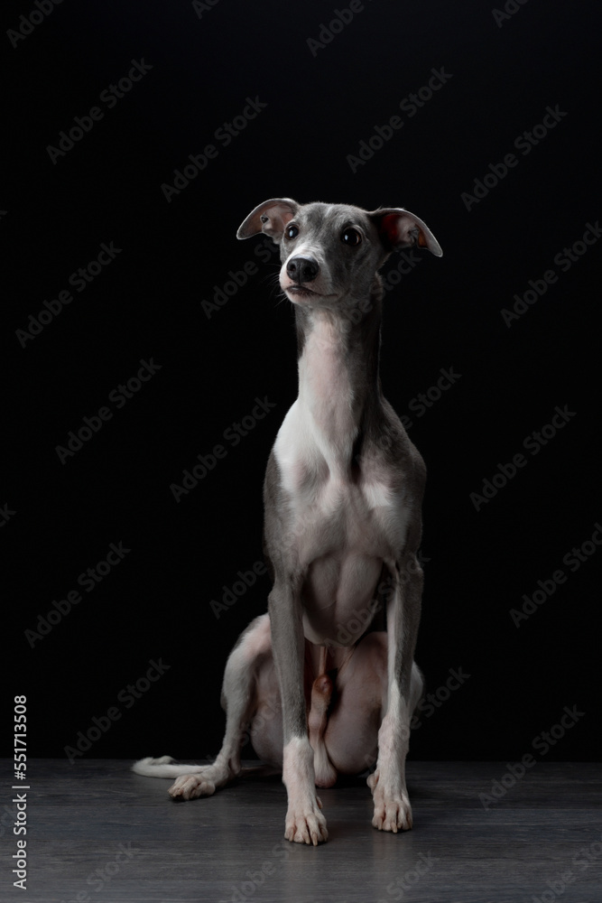 Portrait of a nice dog on a black background in the studio. Beautiful pet, Whippet breed