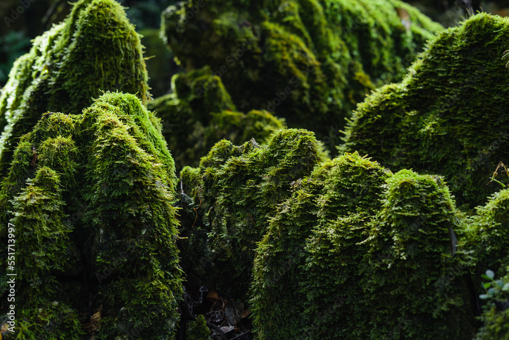 Green moss in the forest on trees and rocks