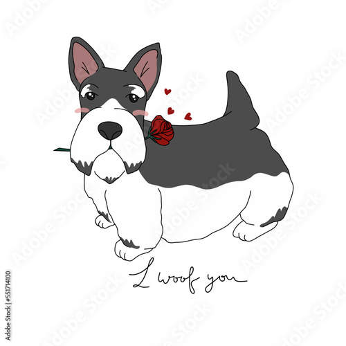 Miniature Schnauzer dog with rose in mouth and I woof you word cartoon vector illustration	