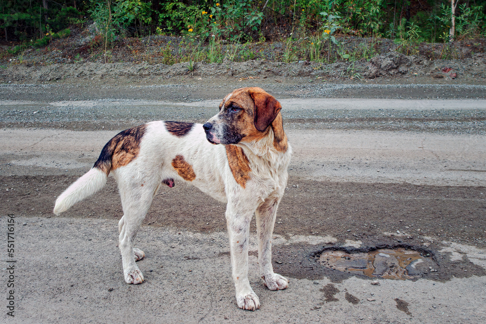 An old homeless dog of motley coloration stands on the side of the road close-up.