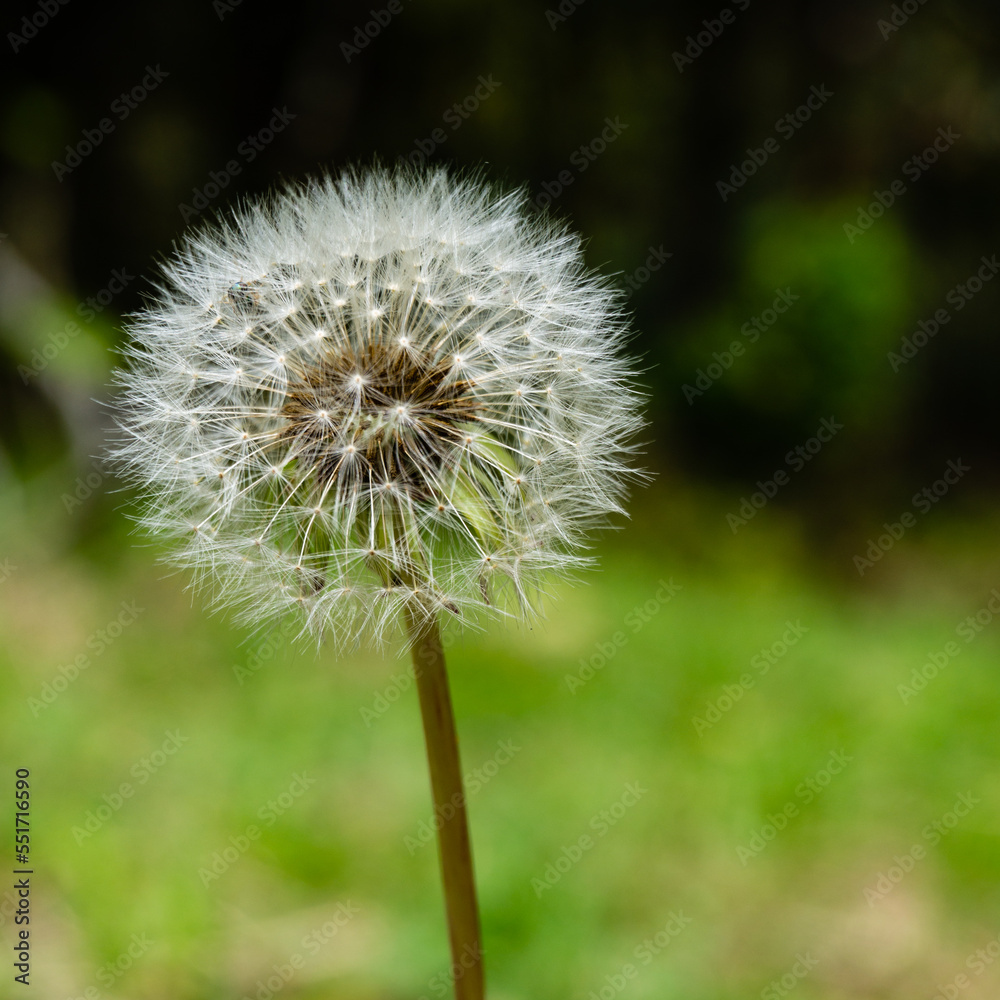 Fototapeta premium dandelion head