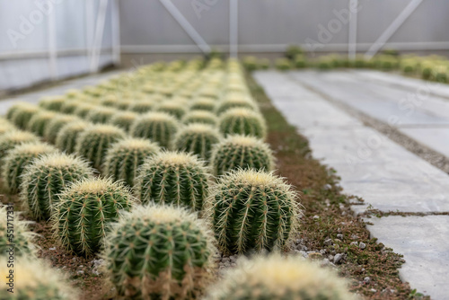 A spherical cactus with spiky thorns is grown in nurseries.