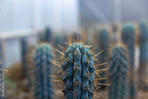 The rose-shaped cactus has sharp spines around it. was planted in the nursery