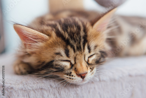 Cute bengal kitten sleeping on a soft cat's shelf of a cat's house. © Smile