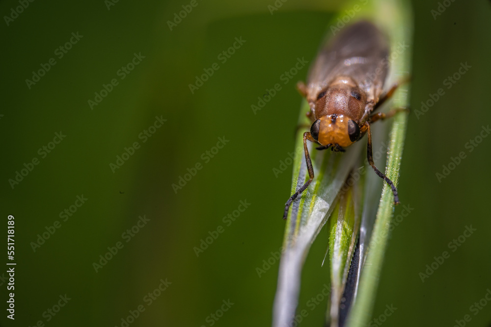 Naklejka premium insect on leaf