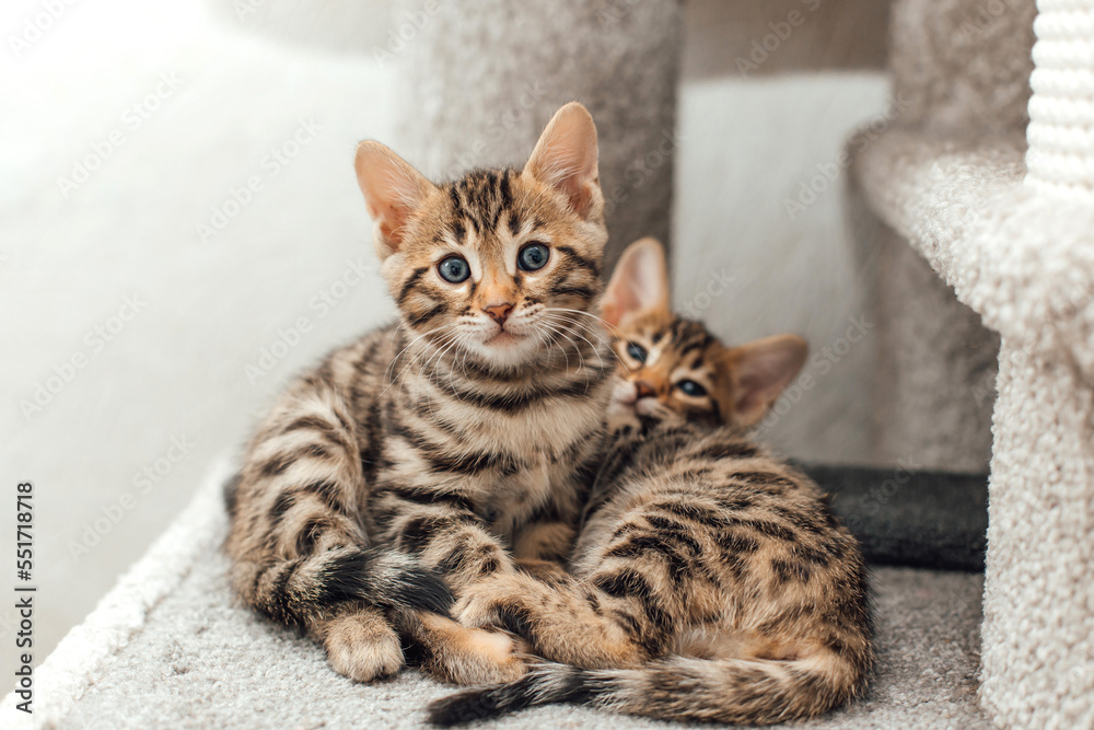 Cute bengal kitten laying on a soft cat's shelf of a cat's house.