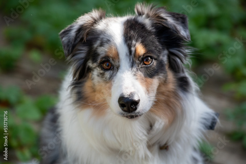 A closeup portrait of an Australian shepherd puppy or Aussie with its mouth closed looking forward. The young dog has long fluffy brown, grey, white and black fur. Its nose is black and eyes are brown © Dolores  Harvey