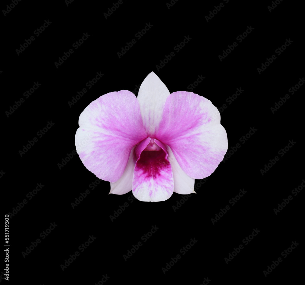 Fototapeta premium Dendrobium or Orchid flower. Close up pink-purple orchid flower isolated on black background. Top view of exotic flower.