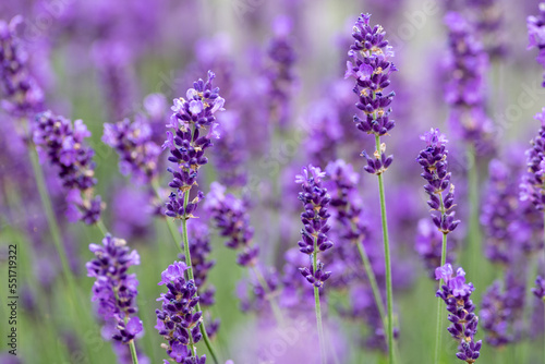 A field of tiny purple lavender flowers blooming in summer with an aromatic fragrance. The intense violet colored flower blooms are on thin green stems. There's a pale blue sky in the background. 