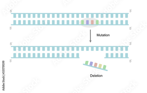 The mutation (deletion) occurrence of double stranded DNA and the DNA sequence was deleted.