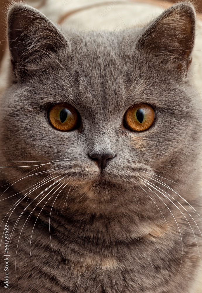 british cat with beautiful yellow eyes