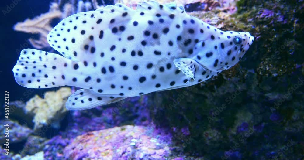 Tall-sail grouper swimming above a coral reef Tall-sail grouper swimming above a coral reef
