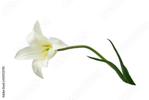 white lily-like tulips with a stem  isolated