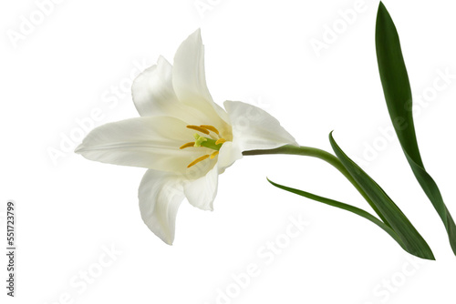 white lily-like tulips with a stem  isolated