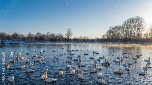 Beautiful white swans swim in a non-freezing lake. The long necks are gracefully curved. Golden steam over the water. Bare trees against the blue sky. Altai. Lake Svetloye photo