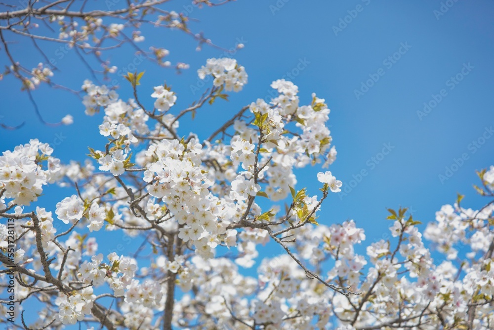 淡い雰囲気の桜