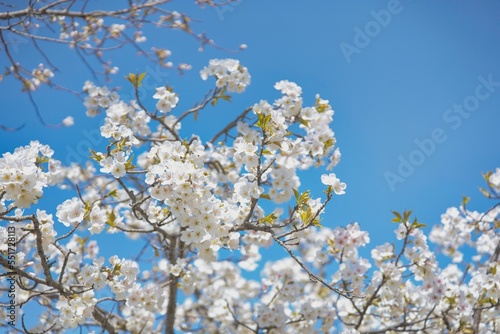 淡い雰囲気の桜