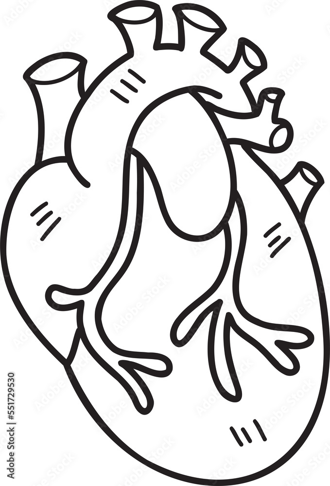 Hand Drawn realistic heart illustration Hand Drawn realistic heart illustration