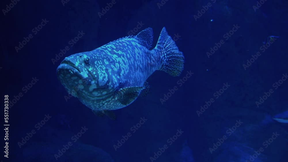 Giant grouper swimming in deep water above a coral reef