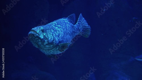 Giant grouper swimming in deep water above a coral reef photo