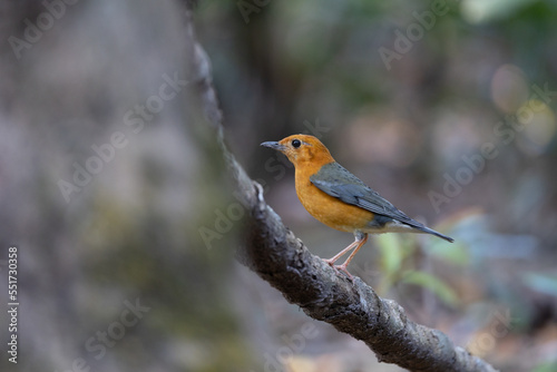 Orange-headed Thrush looking for food. © Jatuporn