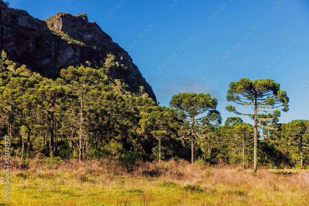 Canyon with rocks and araucaria trees in Urubici, Santa Catarina, Brazil