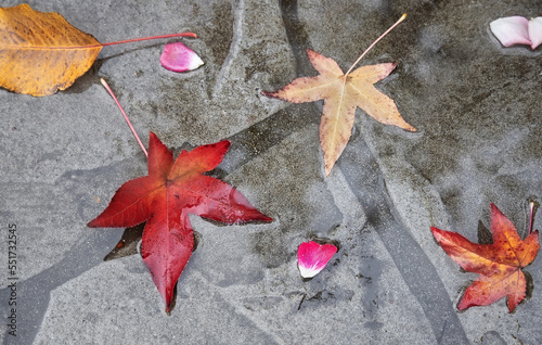 Wet autumn leaves on concrete pavement. Flat lay.