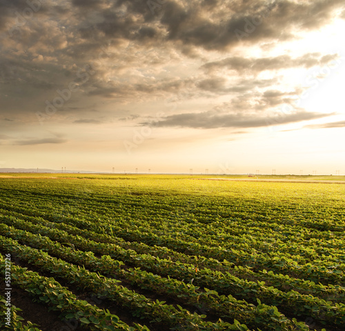 Open soybean field at sunset.