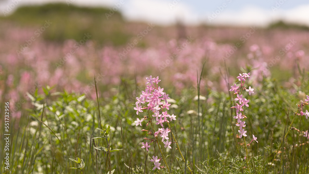 Obraz premium Pink coral gilia flowers grow wild and abundant in an open field under a summer sky with out of focus puffy white clouds on the horizon.