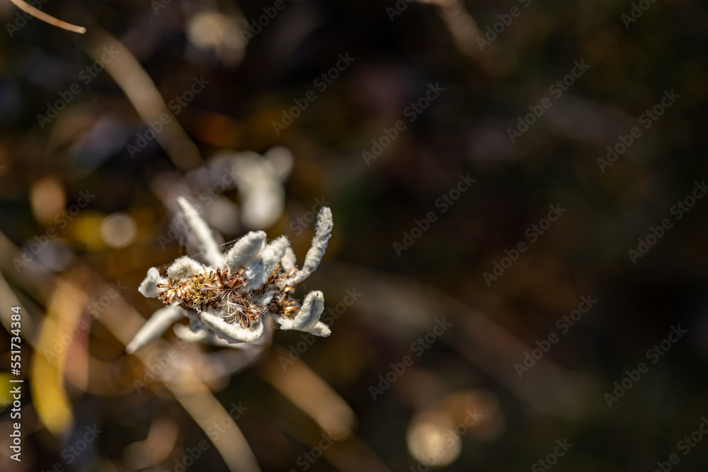 Leontopodium nivale flower growing in mountains, close up Leontopodium nivale flower growing in mountains, close up