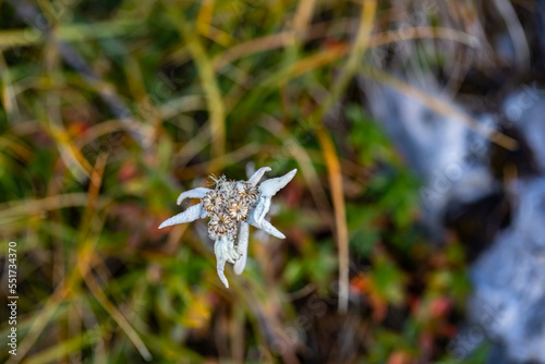 Leontopodium nivale flower growing in mountains, close up	 photo
