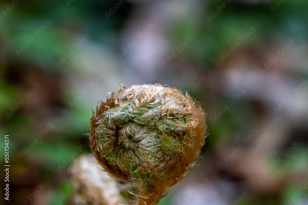 Dryopteris filix-mas flower growing in forest Dryopteris filix-mas flower growing in forest