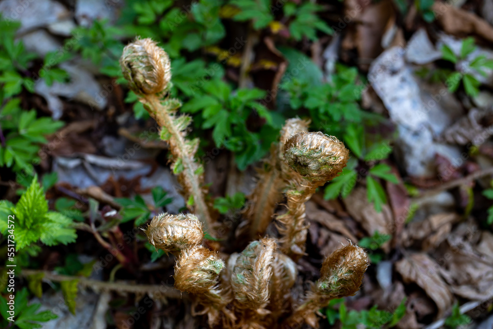 Dryopteris filix-mas flower growing in forest Dryopteris filix-mas flower growing in forest
