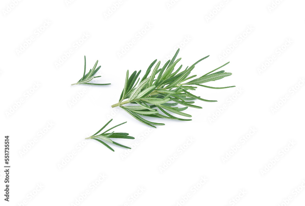 Fresh green sprig of rosemary isolated on a white background. Fresh green sprig of rosemary isolated on a white background.
