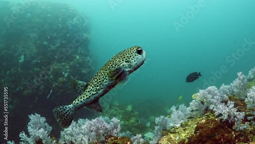 underwater scuba diving porcupine puffer fish over soft coral at Stonehenge dive site in Koh lipe Thailand  photo