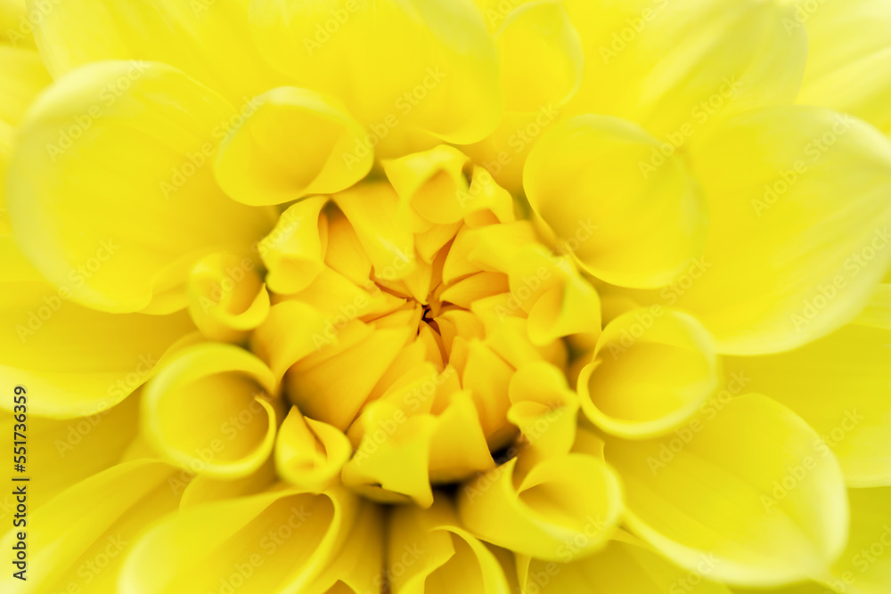 Obraz premium Bright yellow dahlia close-up