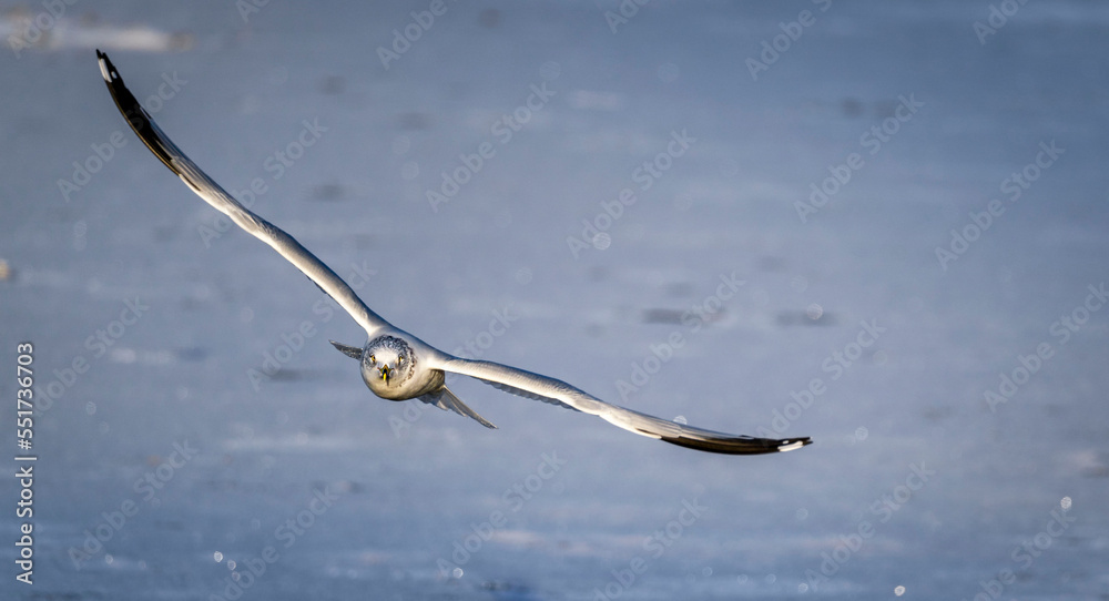 a beautiful seagull is gliding over a frozen lake with its powerful wings fully opened a beautiful seagull is gliding over a frozen lake with its powerful wings fully opened