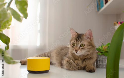 Fototapeta Naklejka Na Ścianę i Meble -  picture of smart speaker with an artificial intelligence assistant on table in a room, cat is resting next to it. Intelligent dynamic device in living room. Smart home.virtual assistant