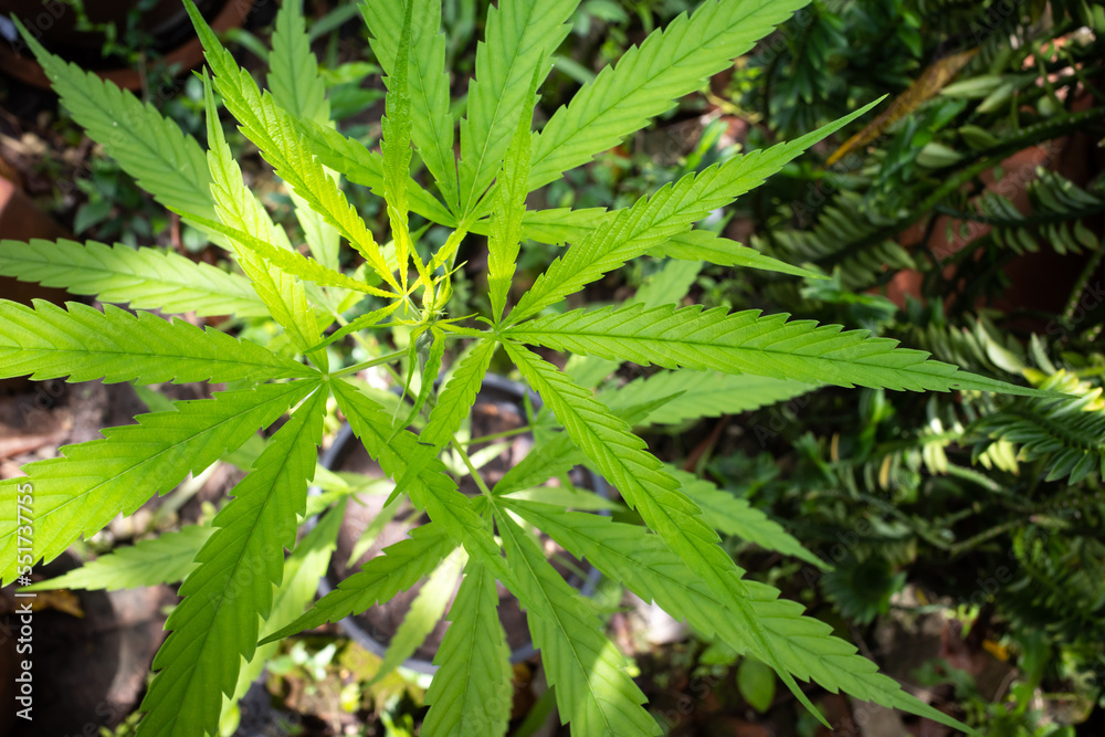 Fresh green cannabis leaves medicinal plant growing in flowerpot, Marijuana, Marihuana, Pot, Ganja, Weed, Close up shot Fresh green cannabis leaves medicinal plant growing in flowerpot, Marijuana, Marihuana, Pot, Ganja, Weed, Close up shot