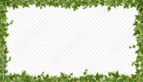 Frame of ivy vines with green leaves. Garden wall decoration with hanging lianas. Banner template with borders of climbing plants isolated on transparent background, vector realistic illustration
