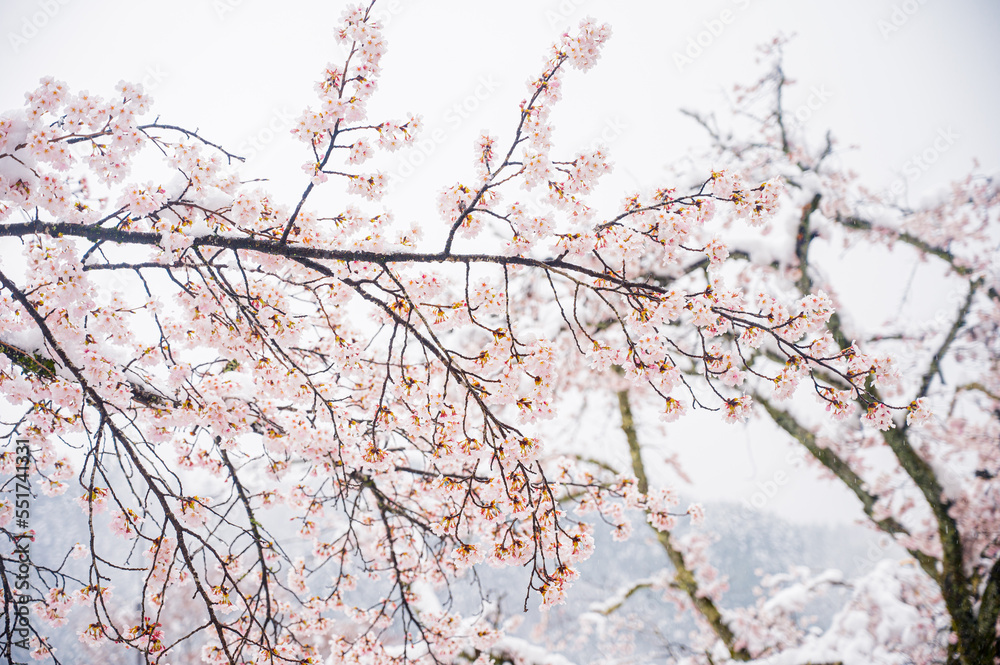 Blooming in snow