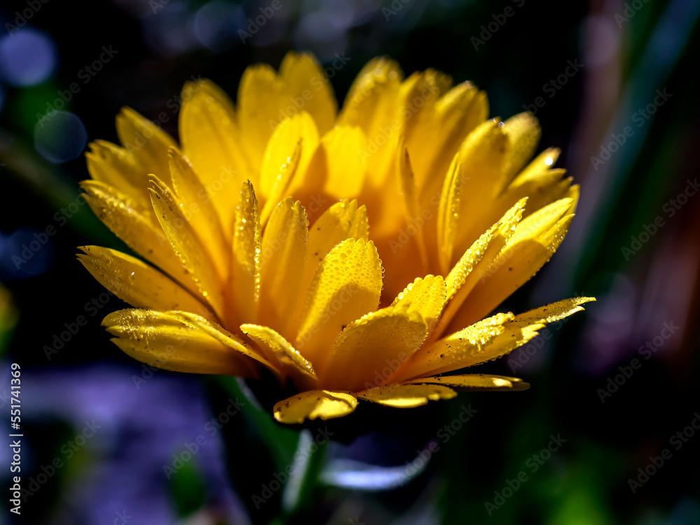 Fototapeta premium yellow calendula flowers with dew on the petals